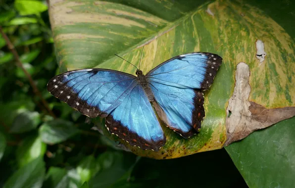 Leaves, microsemi, butterfly, wings, insect, beautiful, closeup