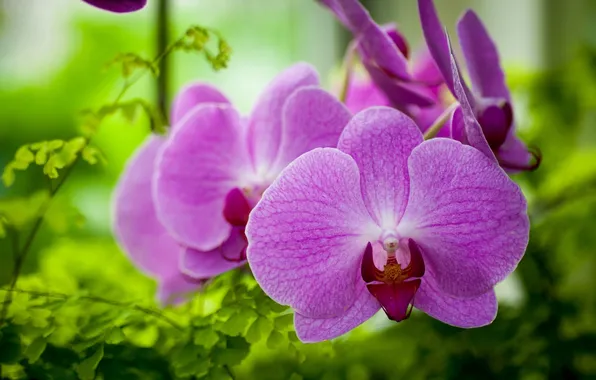 Picture macro, orchids, exotic