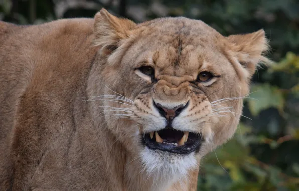 Portrait, grin, lioness, zoo, big cat