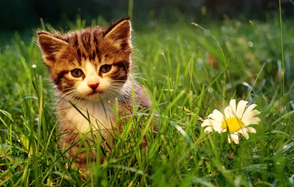 Picture cat, grass, cat, macro, kitty, cat