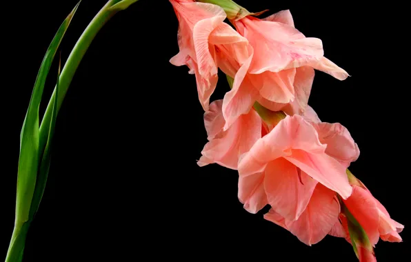 Picture flower, stem, black background, closeup, gladiolus