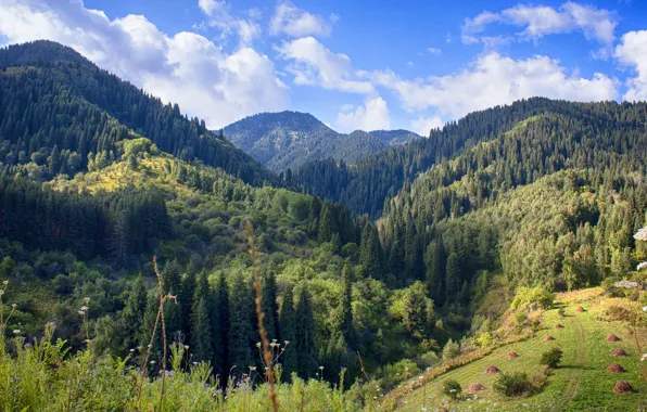 Wallpaper mountains, forest, hay, blue, ate, forest, hills, grass