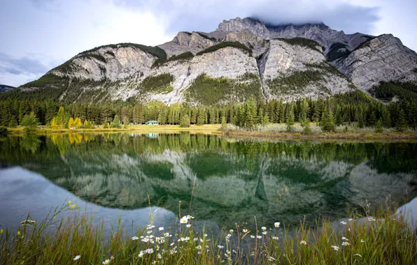 Picture forest, summer, the sky, flowers, mountains, reflection, rocks, shore