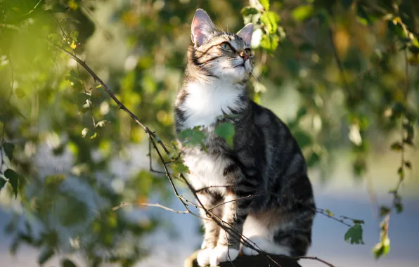 Picture cat, cat, leaves, branches, kitty, sitting