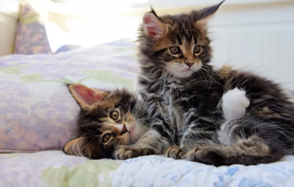 Look, cats, kitty, the game, kittens, bed, pillow, a couple