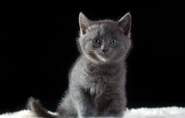 Look, grey, kitty, black background