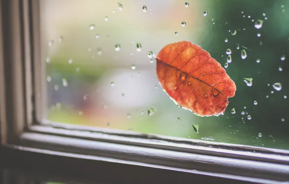 Picture glass, drops, orange, sheet, leaf, window