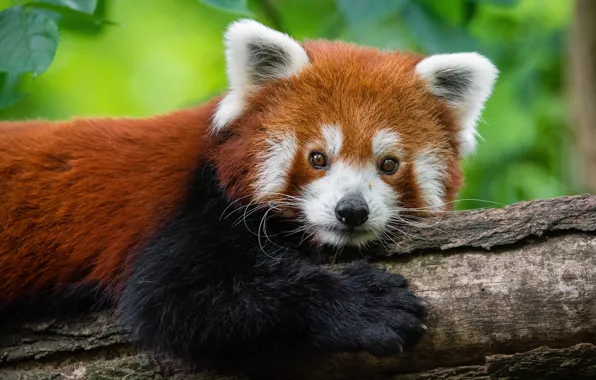 Picture muzzle, red Panda, red Panda