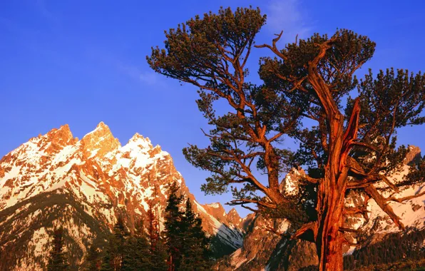 The sky, snow, sunset, mountains, tree, tops