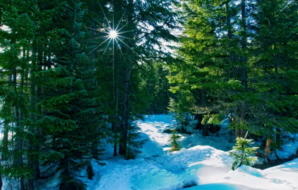 Winter, forest, rays, nature