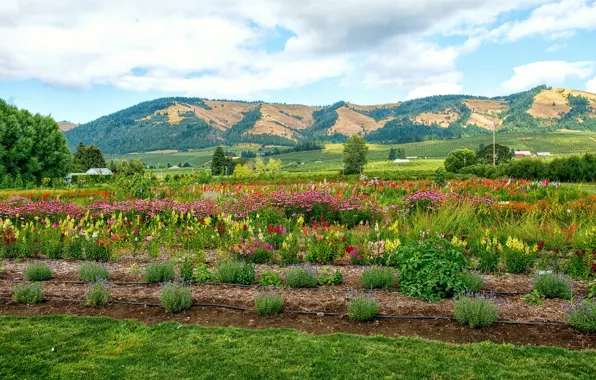 Forest, the sky, clouds, trees, flowers, mountains, field, USA