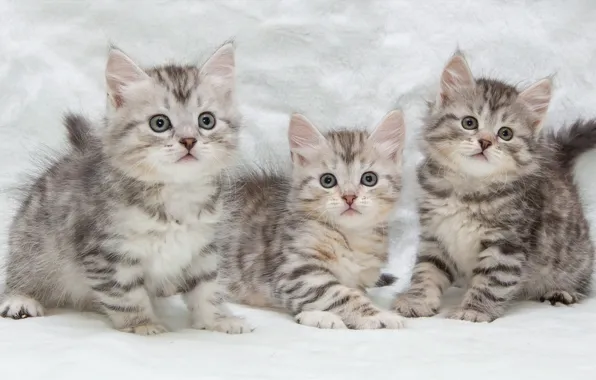 Picture kittens, kids, trio