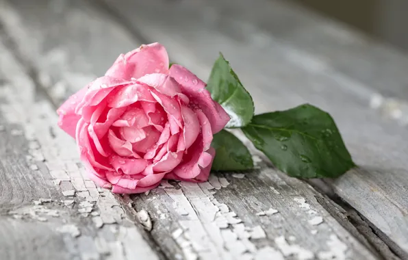 Flower, background, rose