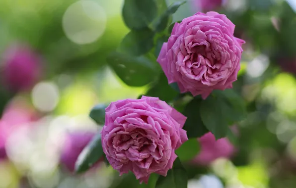 Leaves, flowers, roses, garden, pink, Duo, bokeh