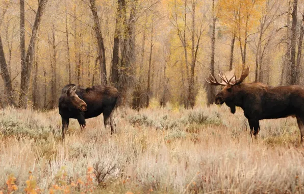 Picture bull, female, cow, male, .two brown moose on plant field near trees