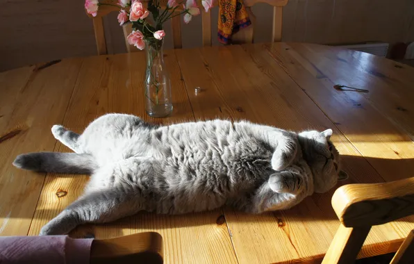 Chill, Kote, on the table