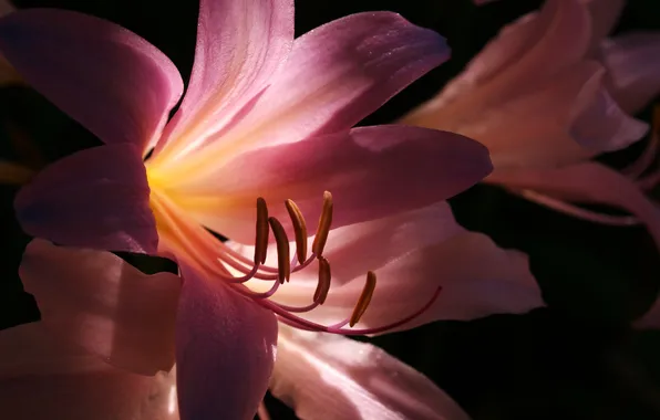 Picture light, pink, dark, Lily