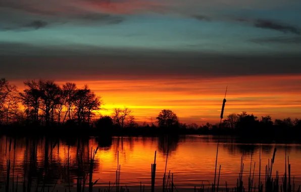 The sky, trees, sunset, orange, clouds, river, the reeds, The evening