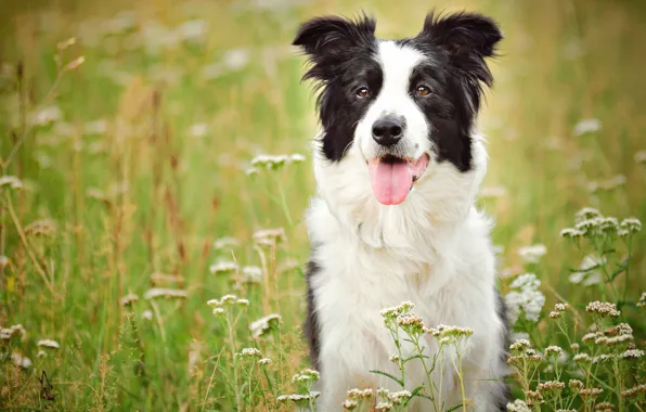 Picture dog, meadow, The border collie