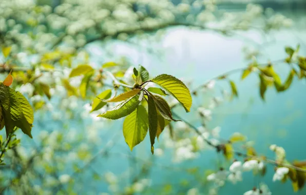 Leaf, Color, Leaves, Plant, Branch, Plants, Flora, Plants
