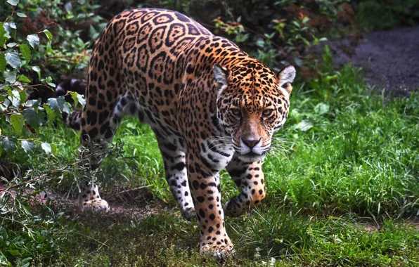 Picture look, face, nature, Jaguar, sneaks
