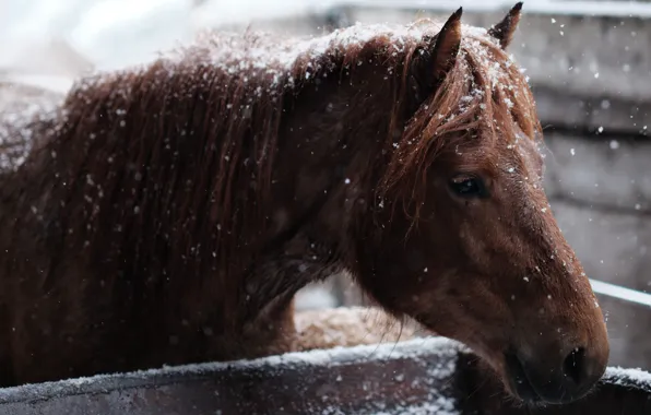 Face, horse, horse