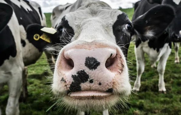 Picture face, macro, cows