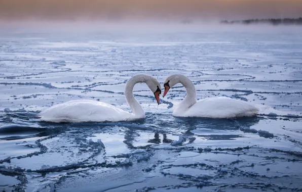 Picture loyalty, pair, swans