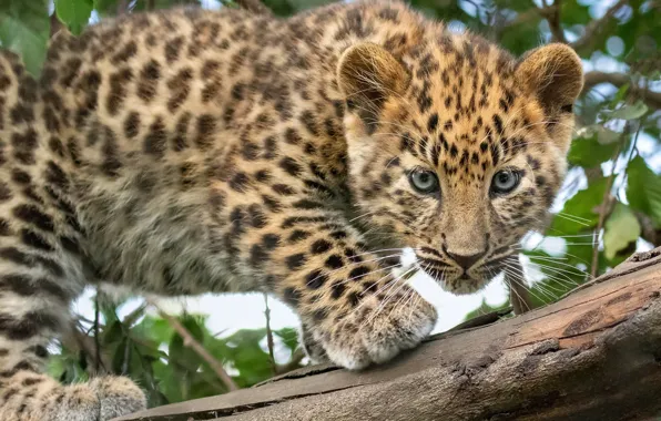 Look, leopard, log, cub, kitty, wild cat