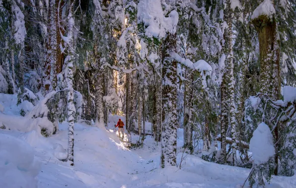 Winter, forest, people