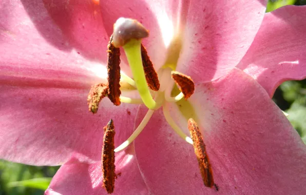 Picture pollen, Lily, ants, stamens, pink, pistil