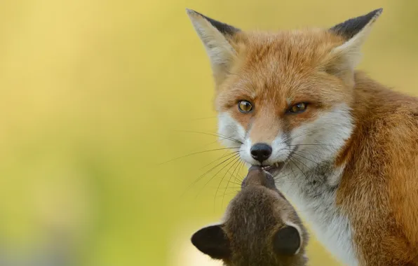 Look, nature, pose, Fox, Fox, mom, communication, Fox