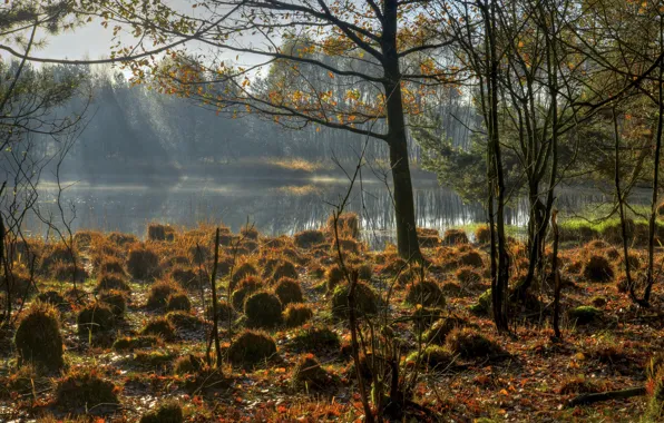 Autumn, the sky, grass, trees, lake, bumps