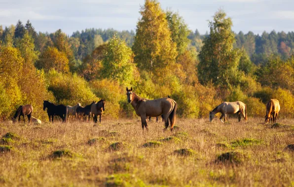 Field, autumn, forest, grass, light, trees, horses, horse