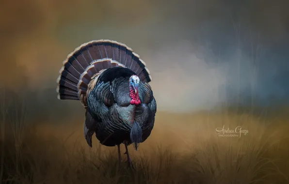 Picture background, bird, Turkey