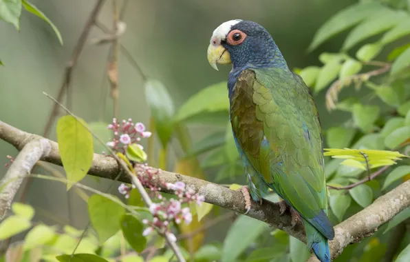 Bird, feathers, parrot