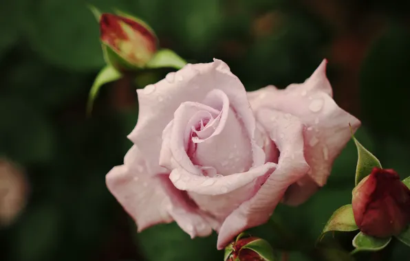 Flower, leaves, drops, Rosa, the dark background, pink, rose, petals