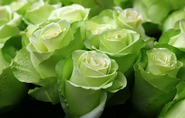 Picture green, roses, exotic, buds