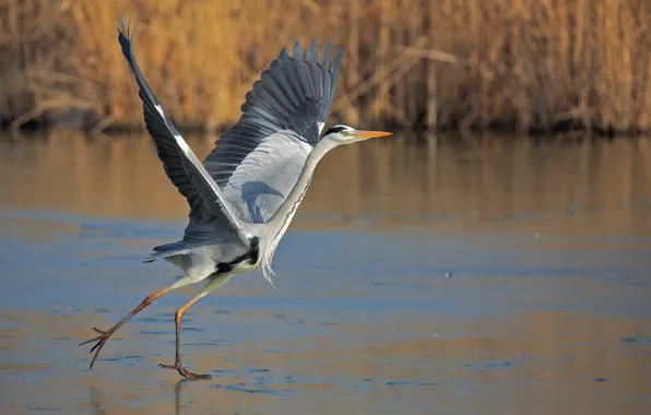 Bird, wings, beak, neck, grey Heron