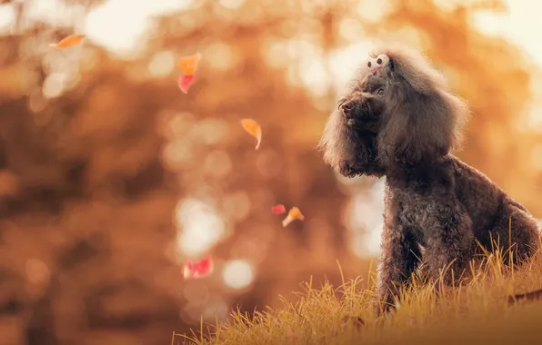 Autumn, grass, eyes, look, light, nature, grey, dog