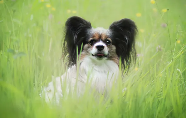 Picture greens, summer, grass, look, glade, portrait, dog, meadow