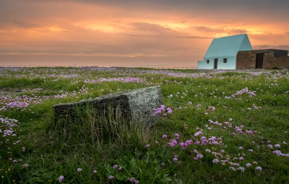 Greens, field, the sky, clouds, sunset, flowers, house, dawn