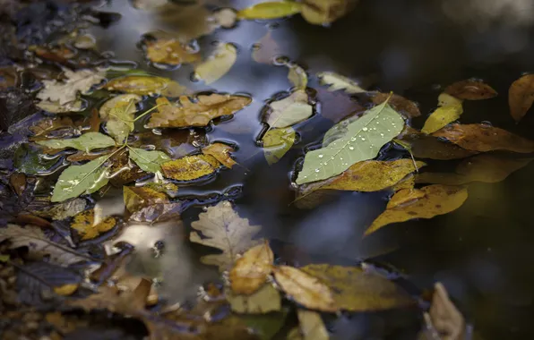 Autumn, leaves, water, kalyuzha
