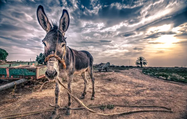 Picture sunset, background, donkey