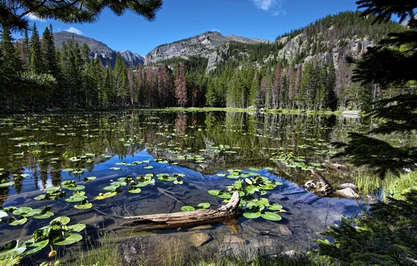 Picture forest, mountains, nature, pond