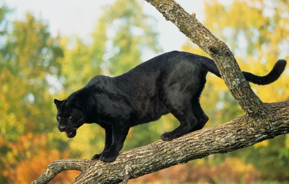 Tree, Panther, black Jaguar