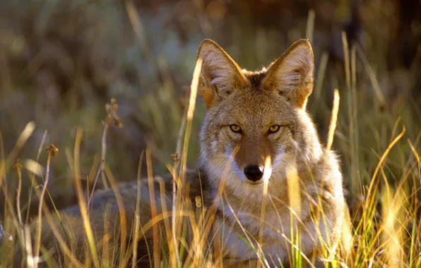 Picture grass, look, Colorado, USA, coyote, Gunnison National Park