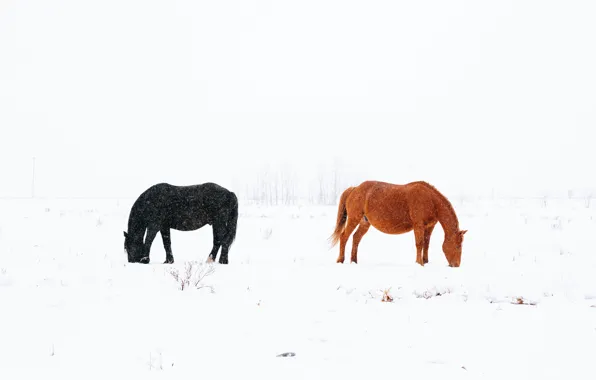 Snow, black, horse, black, brown, brown, snow, horses