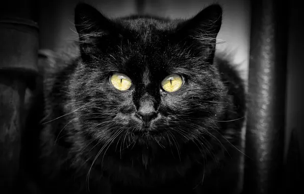 Picture cat, cat, look, black, portrait