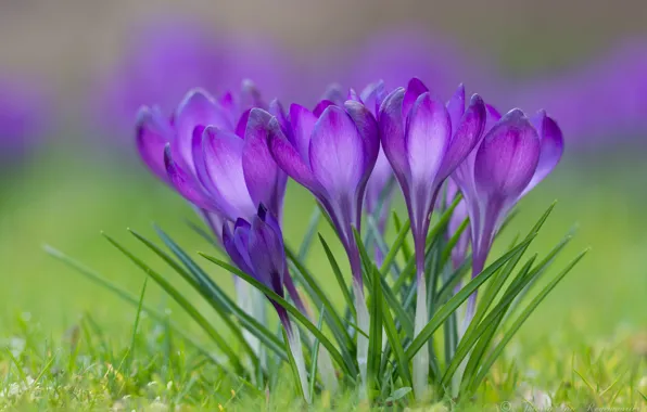 Picture grass, flowers, spring, petals, crocuses, flowering